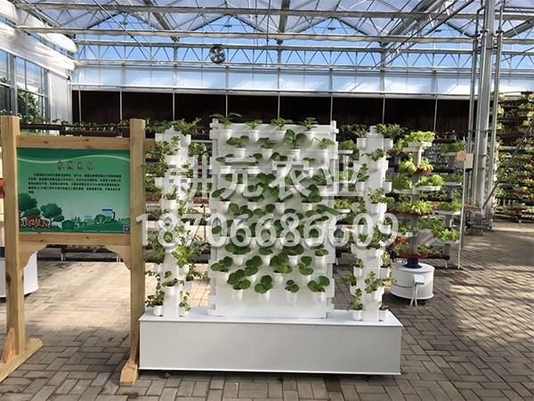 介紹無土蔬菜栽培設備工程種植效果